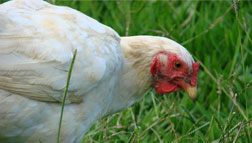 Belize Poultry Association news